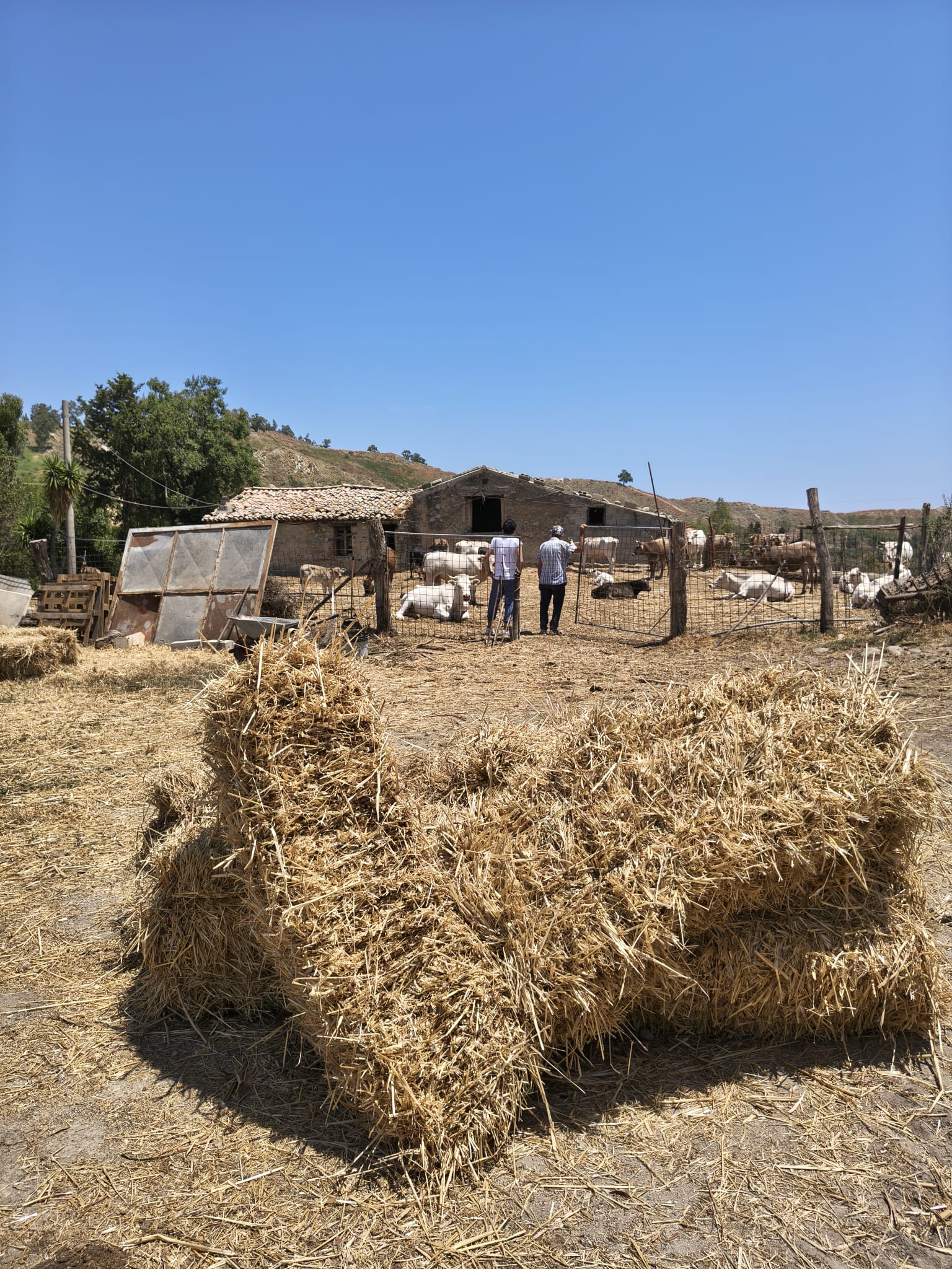 Ruralità